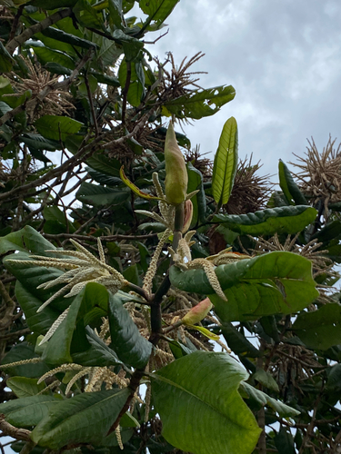 Foto de Pau-formiga