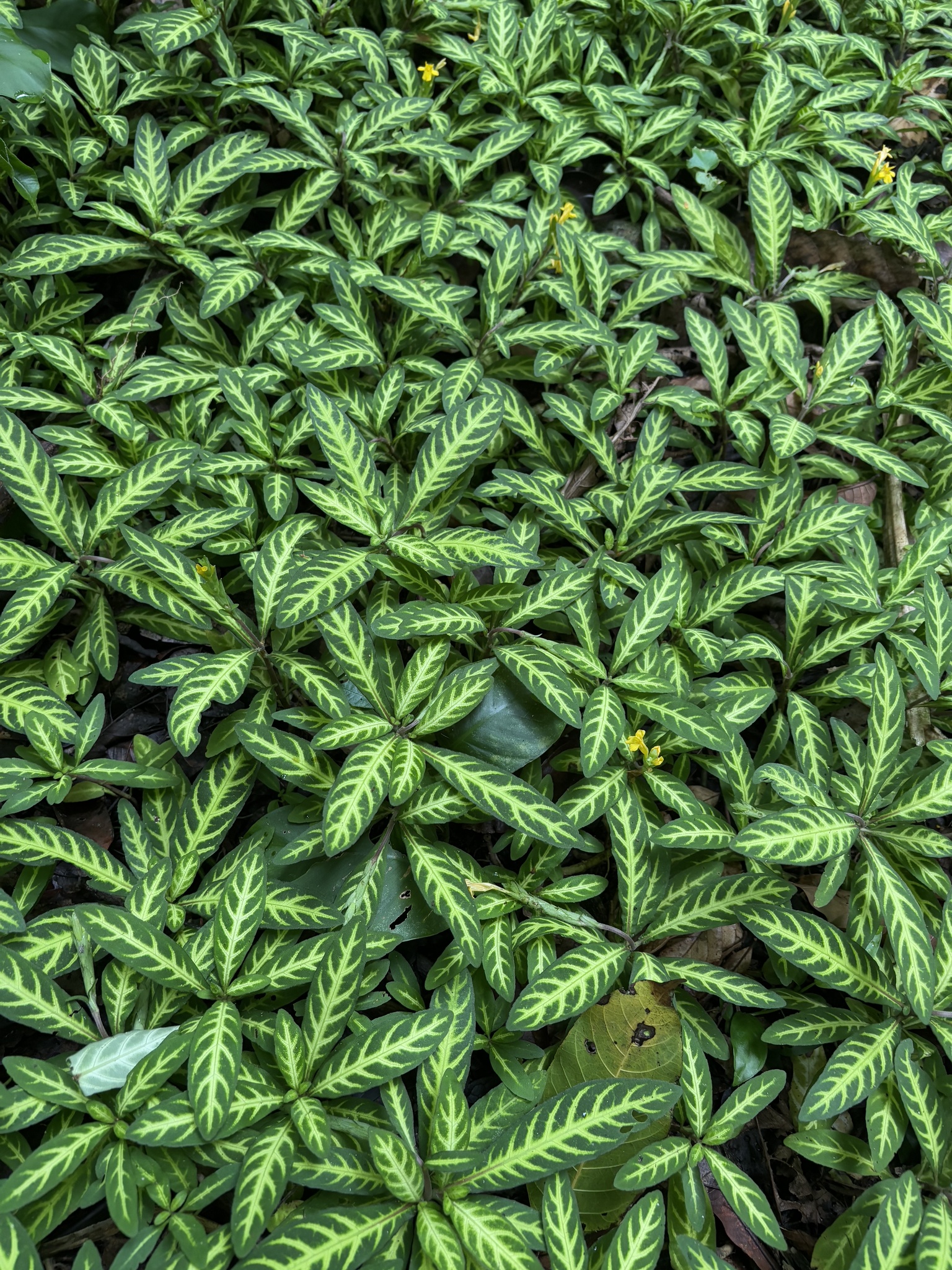 Aphelandra