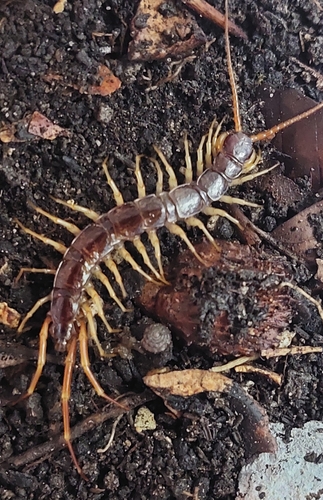 Eupolybothre à grosses pattes