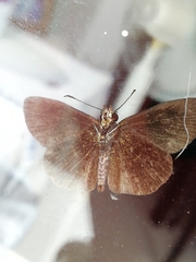 Hesperiidae
