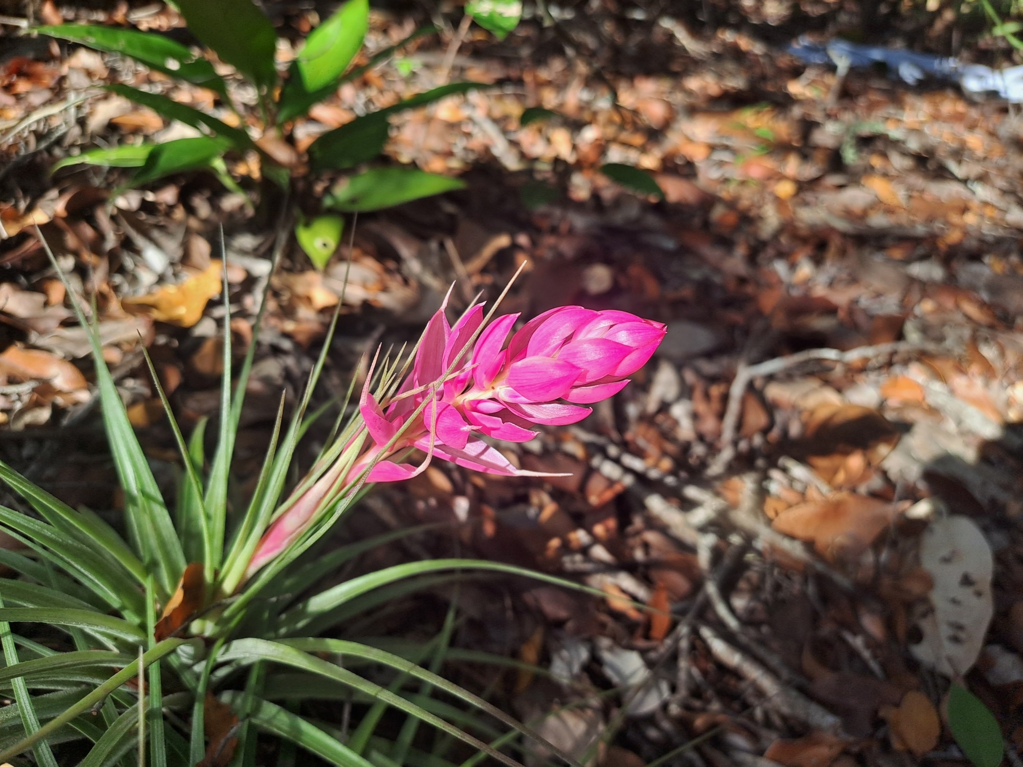 Tillandsia stricta