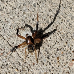 Xysticus texanus