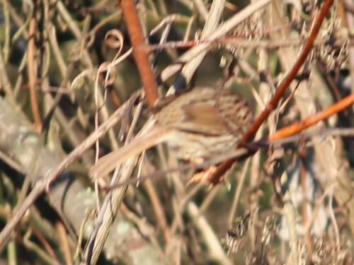 Song Sparrow photographed in Georgia