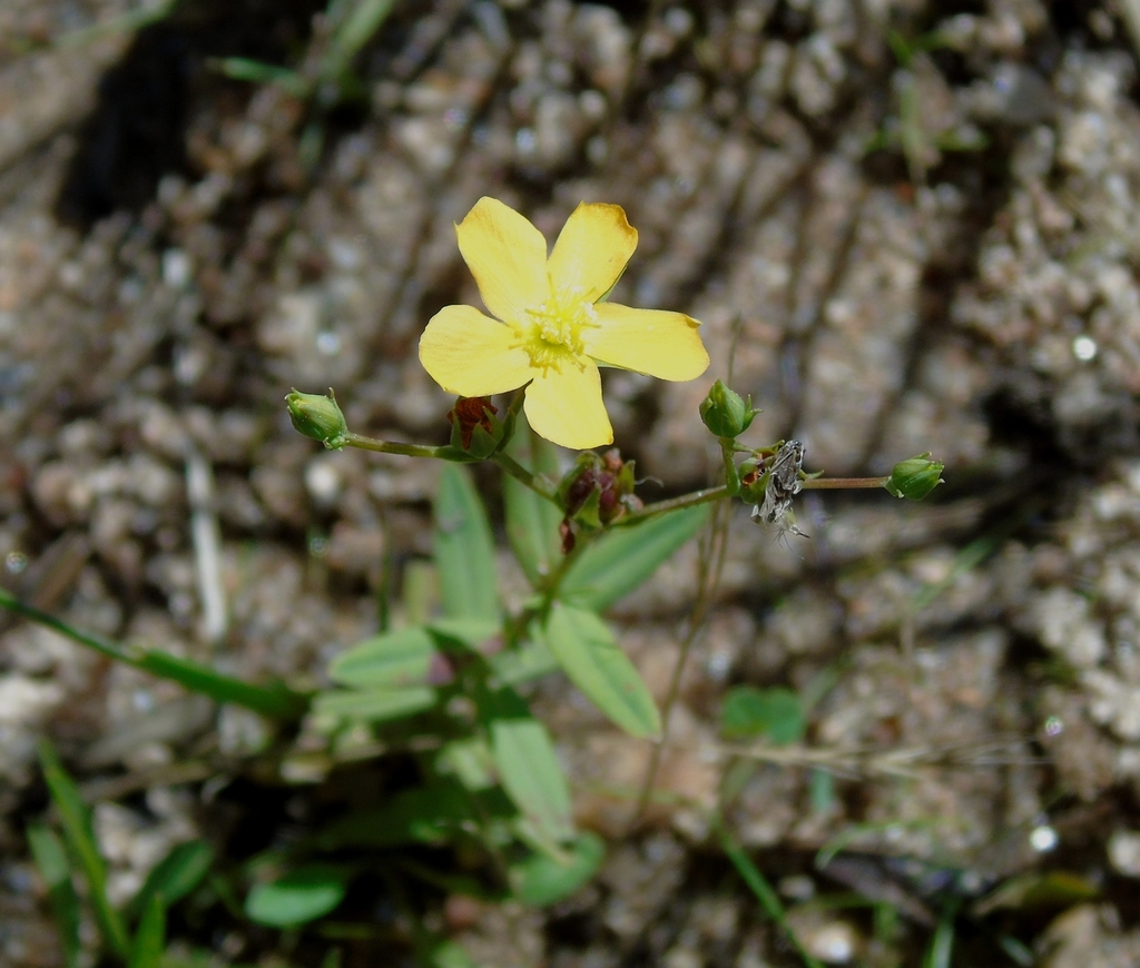 Hypericum carinatum (Hypericum carinatum)