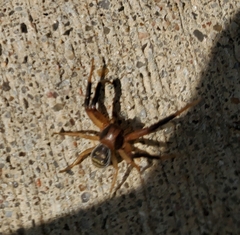 Xysticus texanus