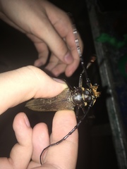 Orthomegas marechali image