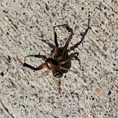 Xysticus texanus