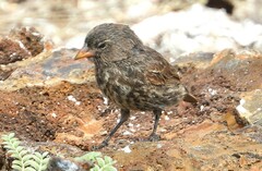 Genovesa Ground-Finch photo 3