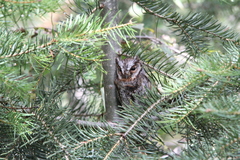 Psiloscops flammeolus