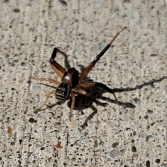 Xysticus texanus