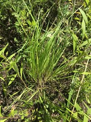 Dichanthelium perlongum