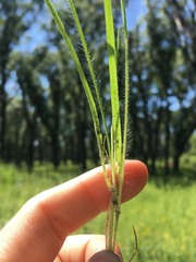 Dichanthelium perlongum