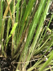 Dichanthelium perlongum