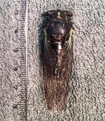 Neotibicen lyricen engelhardti