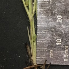 Dichanthelium perlongum