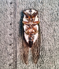 Neotibicen lyricen engelhardti