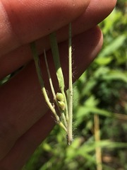 Dichanthelium perlongum
