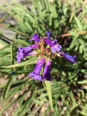Penstemon heterodoxus