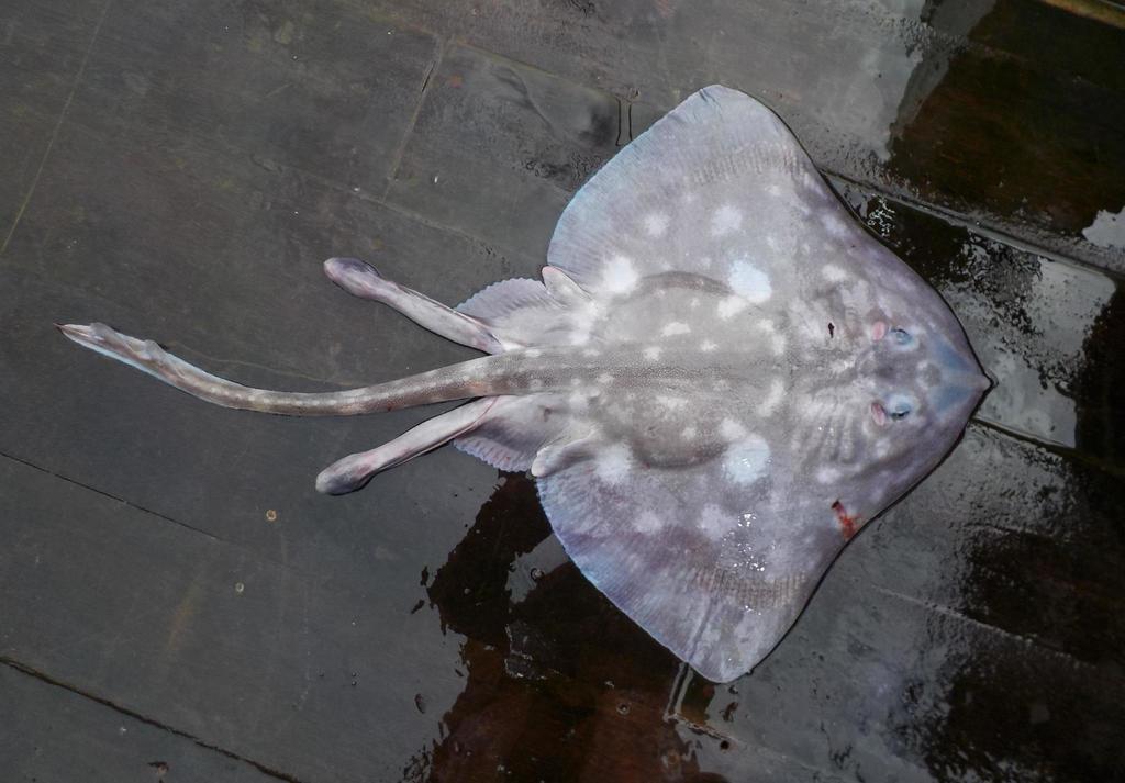 Whiteblotched skate (Bathyraja maculata) — Arhynchobatidae