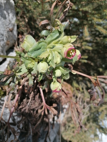 Dungwort (Helleborus foetidus)