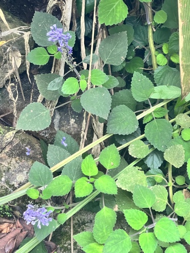 Foto de Lavanda-do-zulu