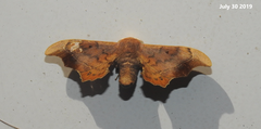 Oberthueria caeca