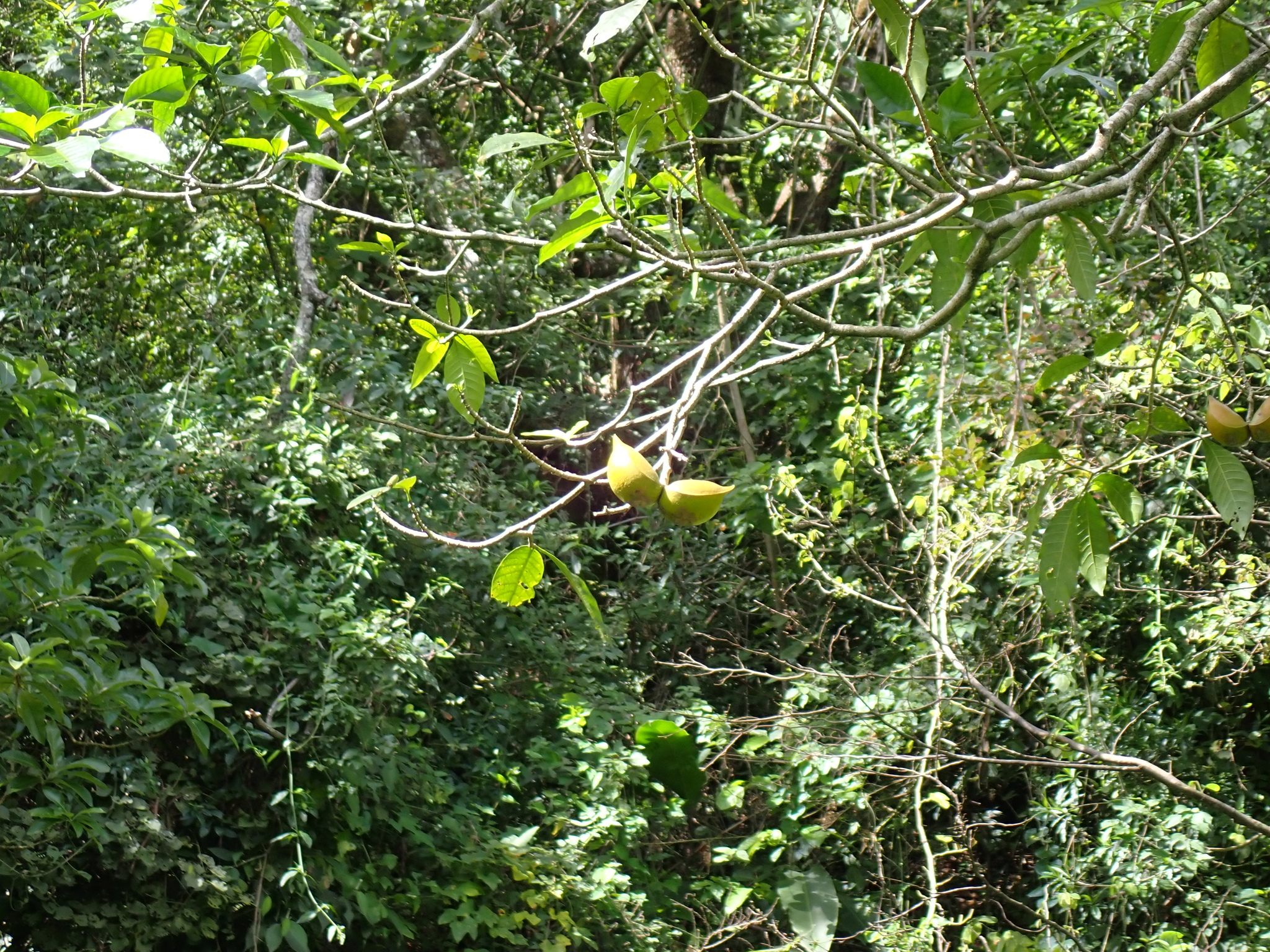 Imagem de Tabernaemontana litoralis