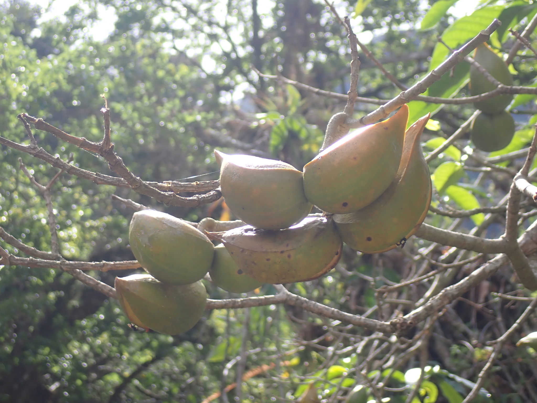Imagem de Tabernaemontana litoralis