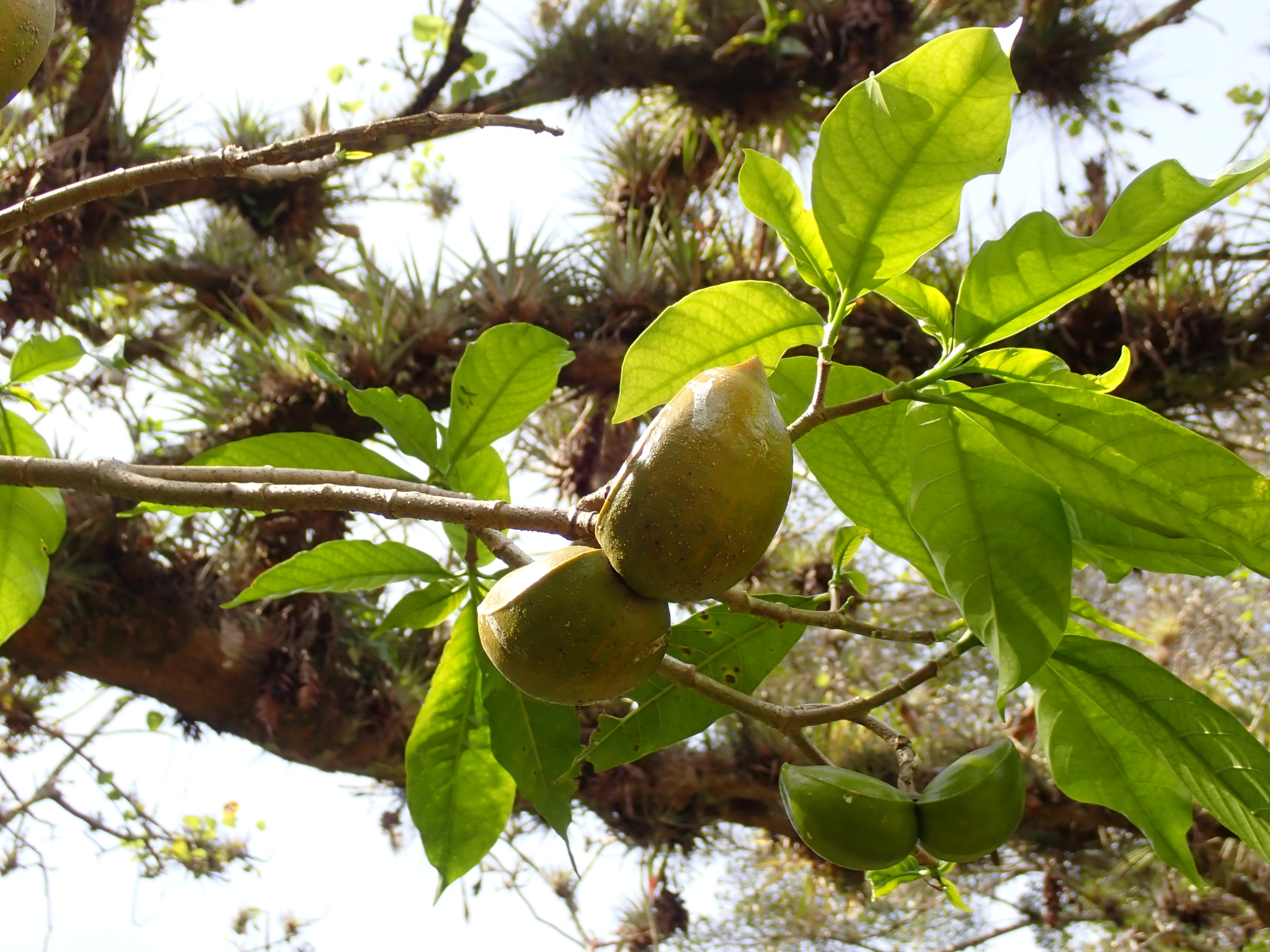 Imagem de Tabernaemontana litoralis