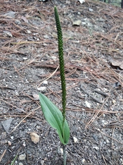 Malaxis macrostachya