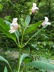 Impatiens glandulifera