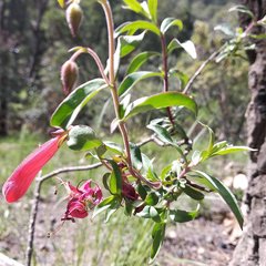 Penstemon isophyllus