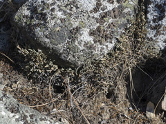 Selaginella wallacei