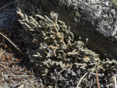Selaginella wallacei