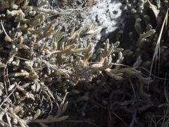 Selaginella wallacei