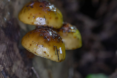 Pholiota glutinosa