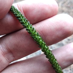 Malaxis macrostachya