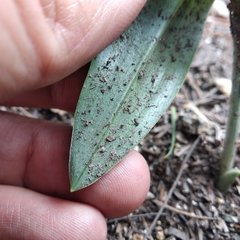 Malaxis macrostachya