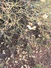 Psilostrophe cooperi