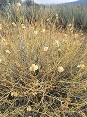 Psilostrophe cooperi