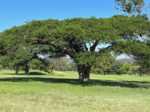 Paperbark Thorn