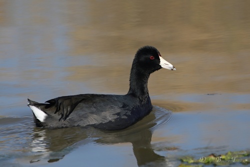 American Coot, photo 2 of 10
