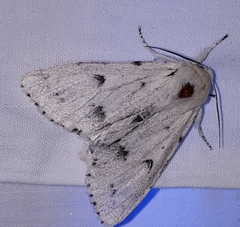 Acronicta vulpina