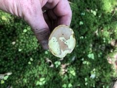 Phylloporus leucomycelinus