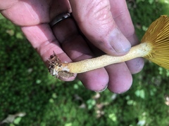 Phylloporus leucomycelinus