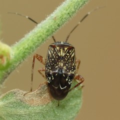 Taedia maculosa