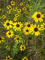 Rudbeckia missouriensis