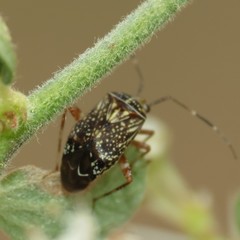 Taedia maculosa