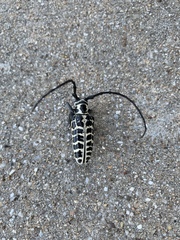 Plectrodera scalator