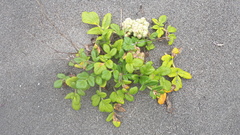 Glehnia littoralis leiocarpa